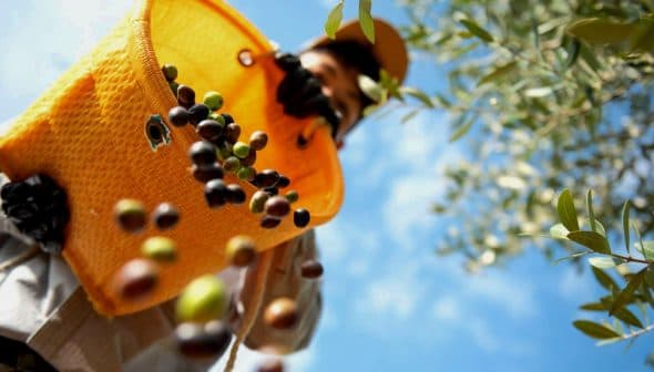 Individual collecting olives in an orange basket while standing under an olive tree. - Olive Oil Times