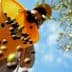 Individual collecting olives in an orange basket while standing under an olive tree. - Olive Oil Times