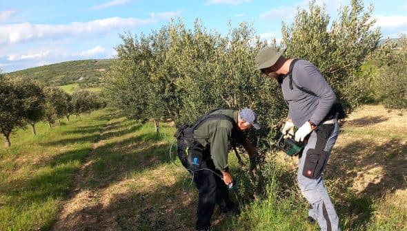 Two individuals harvesting olives from trees in an orchard during daylight. - Olive Oil Times