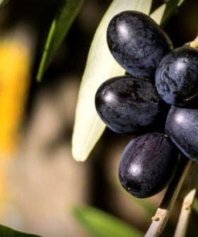 A cluster of black olives hanging on a branch with green leaves in the background. - Olive Oil Times