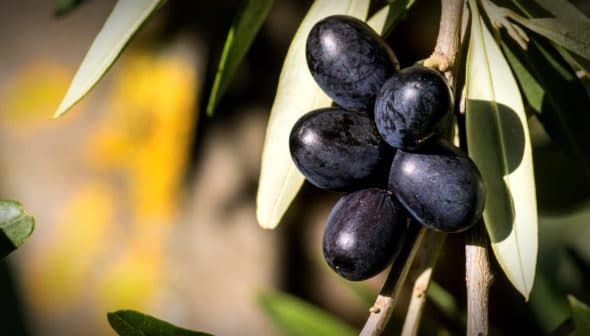 A cluster of black olives hanging on a branch with green leaves in the background. - Olive Oil Times