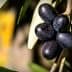 A cluster of black olives hanging on a branch with green leaves in the background. - Olive Oil Times
