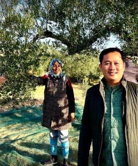 Individuals participating in olive harvesting under an olive tree in an orchard. - Olive Oil Times