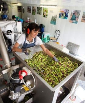 Worker sorting olives in a processing facility with machinery and equipment. - Olive Oil Times