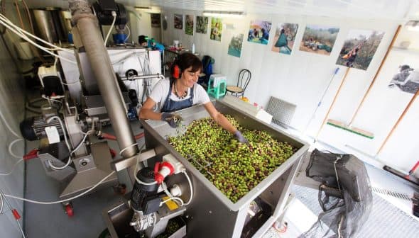 Worker sorting olives in a processing facility with machinery and equipment. - Olive Oil Times