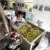 Worker sorting olives in a processing facility with machinery and equipment. - Olive Oil Times