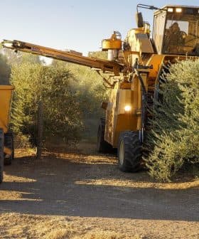A tractor and a large harvesting machine working in an olive grove during the harvest season. - Olive Oil Times