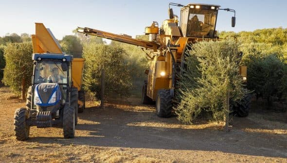 A tractor and a large harvesting machine working in an olive grove during the harvest season. - Olive Oil Times