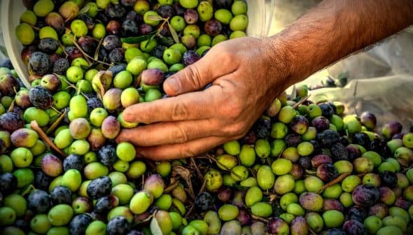A hand sorting through a pile of freshly harvested olives in various colors. - Olive Oil Times