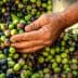A hand sorting through a pile of freshly harvested olives in various colors. - Olive Oil Times