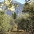 Olive trees arranged in rows with mountains in the background under clear blue skies. - Olive Oil Times