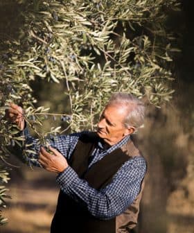 Man inspecting olive branches while harvesting olives from an olive tree. - Olive Oil Times
