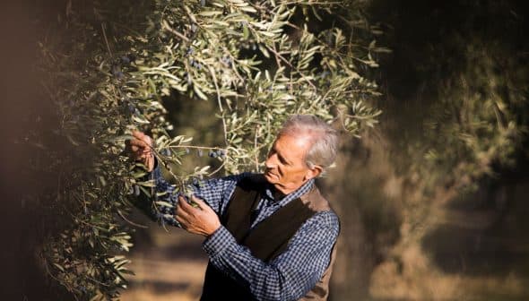 Man inspecting olive branches while harvesting olives from an olive tree. - Olive Oil Times