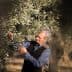 Man inspecting olive branches while harvesting olives from an olive tree. - Olive Oil Times