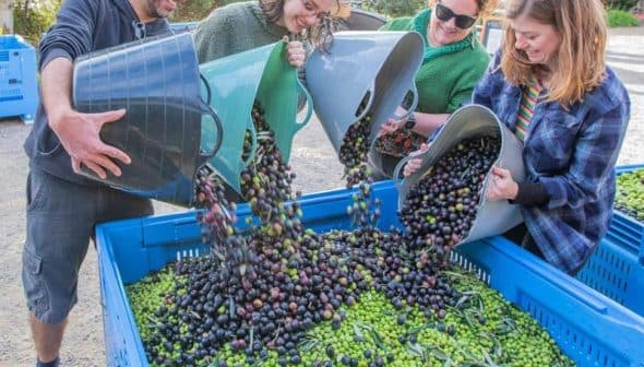 Four individuals pouring olives from containers into a large blue bin filled with green and black olives. - Olive Oil Times