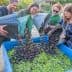 Four individuals pouring olives from containers into a large blue bin filled with green and black olives. - Olive Oil Times