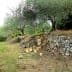 Abandoned olive grove featuring stone walls and olive trees in a natural setting. - Olive Oil Times
