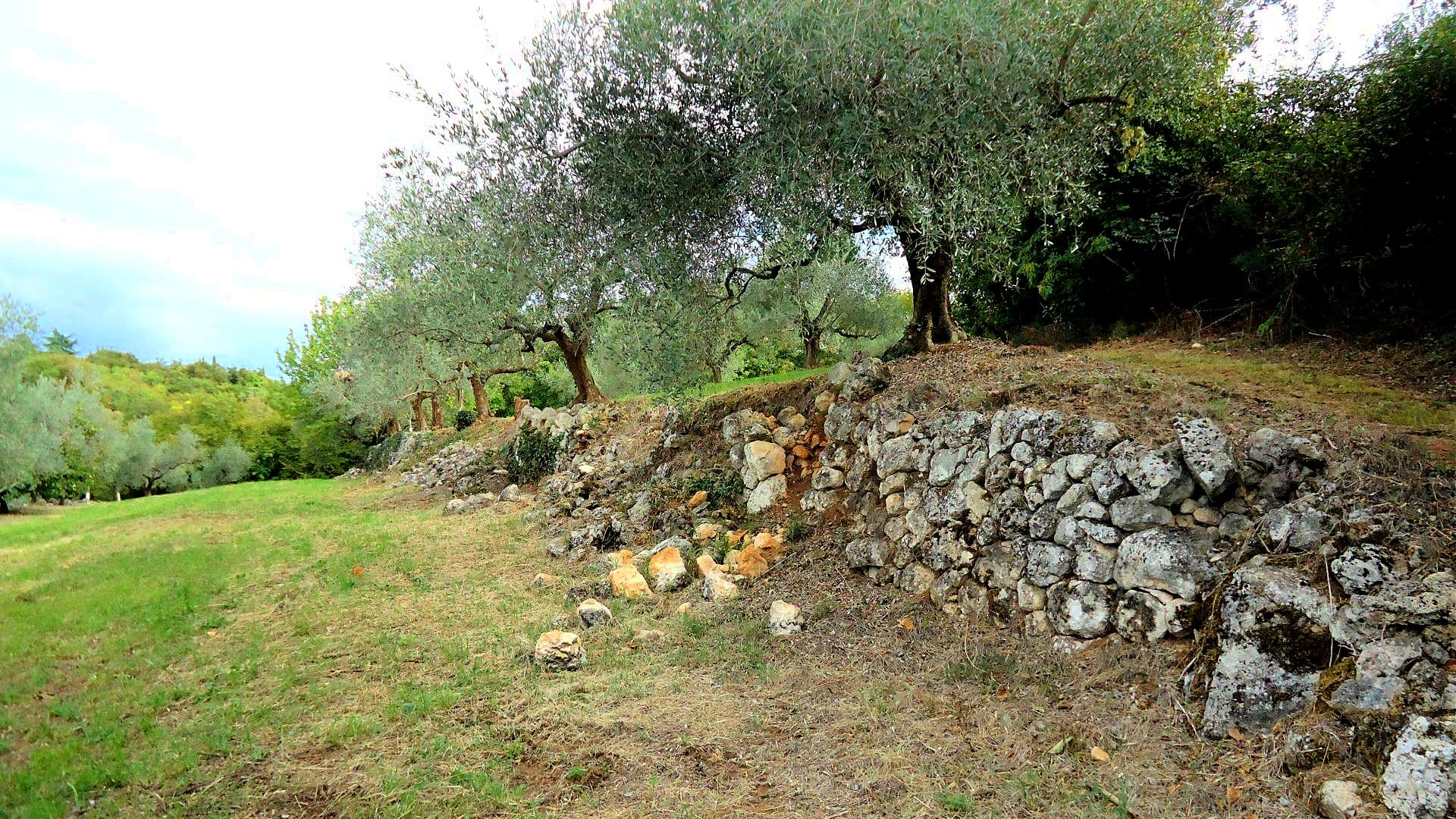 V Rony Oli Patience and Investment Yield Award-Winning Olive Oil from Hills of ...