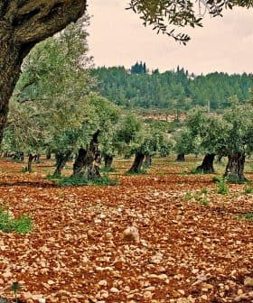 Mature olive trees in a grove with rocky soil and greenery in the background. - Olive Oil Times