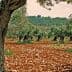 Mature olive trees in a grove with rocky soil and greenery in the background. - Olive Oil Times