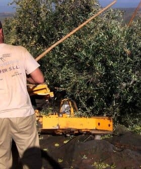 Man using a stick to harvest olives from a tree with machinery in the background. - Olive Oil Times