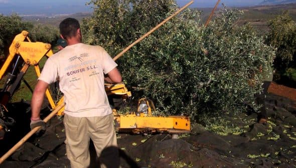 Man using a stick to harvest olives from a tree with machinery in the background. - Olive Oil Times