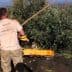 Man using a stick to harvest olives from a tree with machinery in the background. - Olive Oil Times