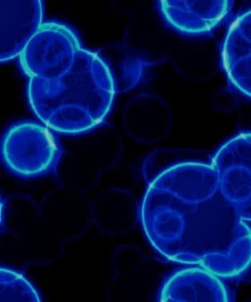 Abstract image of blue cells with glowing edges on a black background. - Olive Oil Times