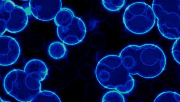 Abstract image of blue cells with glowing edges on a black background. - Olive Oil Times