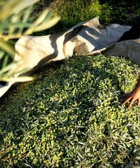 A person reaching toward a mound of freshly harvested olives on a tarpaulin in an outdoor setting. - Olive Oil Times