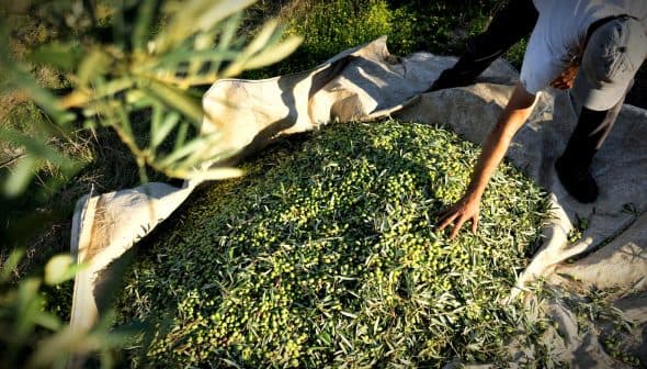 A person reaching toward a mound of freshly harvested olives on a tarpaulin in an outdoor setting. - Olive Oil Times