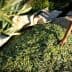 A person reaching toward a mound of freshly harvested olives on a tarpaulin in an outdoor setting. - Olive Oil Times