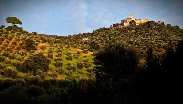 Lush olive grove landscape with a hilltop village and a single tree on the left side. - Olive Oil Times