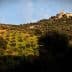 Lush olive grove landscape with a hilltop village and a single tree on the left side. - Olive Oil Times