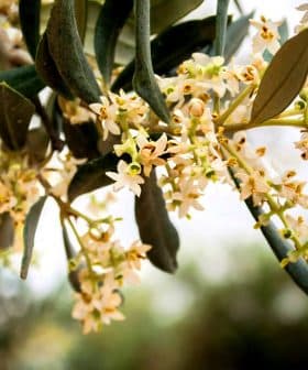 Close-up of olive tree flowers with green leaves in a natural setting. - Olive Oil Times