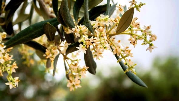 Close-up of olive tree flowers with green leaves in a natural setting. - Olive Oil Times
