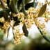 Close-up of olive tree flowers with green leaves in a natural setting. - Olive Oil Times
