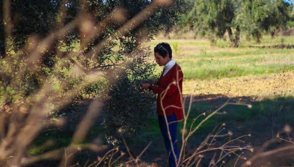 Individual in a red jacket gathering olives from an olive tree in a grove. - Olive Oil Times