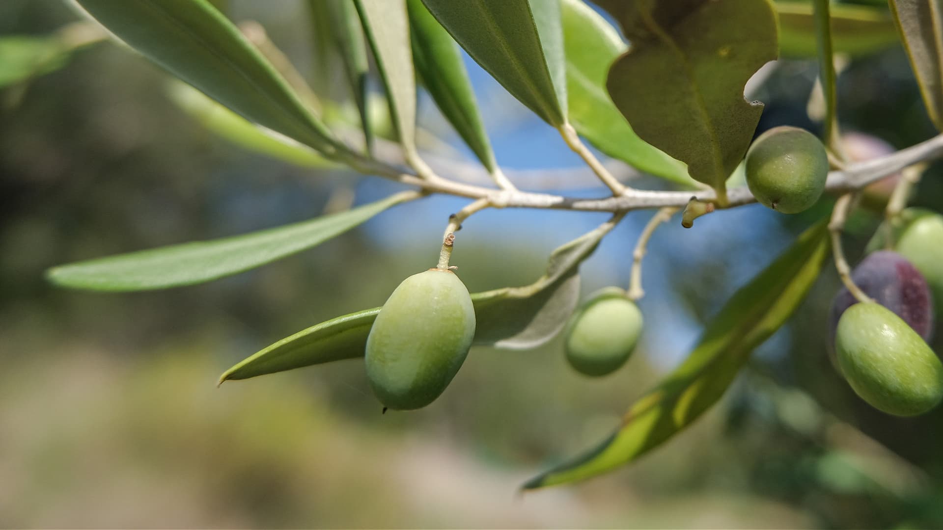 Close-up of an olive branch featuring green olives and leaves against a blurred background. - Olive Oil Times