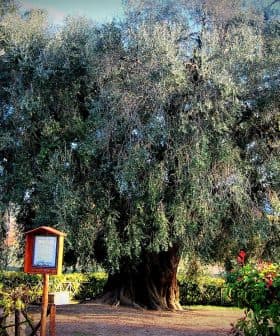 Large, mature olive tree with a thick trunk and sprawling branches in a garden area. - Olive Oil Times