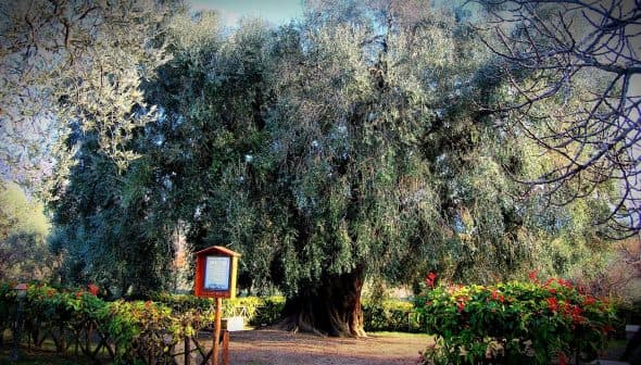 Large, mature olive tree with a thick trunk and sprawling branches in a garden area. - Olive Oil Times