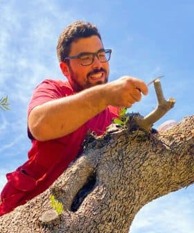 Individual using a pruning tool on an olive tree branch under a clear blue sky. - Olive Oil Times