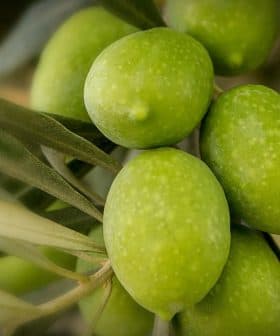 Cluster of green olives growing on a branch surrounded by leaves. - Olive Oil Times
