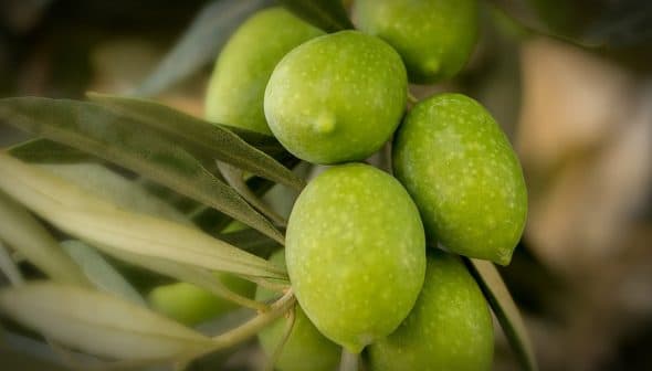 Cluster of green olives growing on a branch surrounded by leaves. - Olive Oil Times
