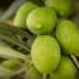 Cluster of green olives growing on a branch surrounded by leaves. - Olive Oil Times