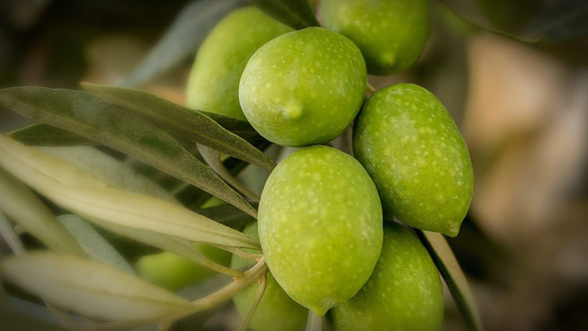 Cluster of green olives growing on a branch surrounded by leaves. - Olive Oil Times