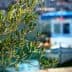Olive branch in focus with a fishing boat blurred in the background on water. - Olive Oil Times