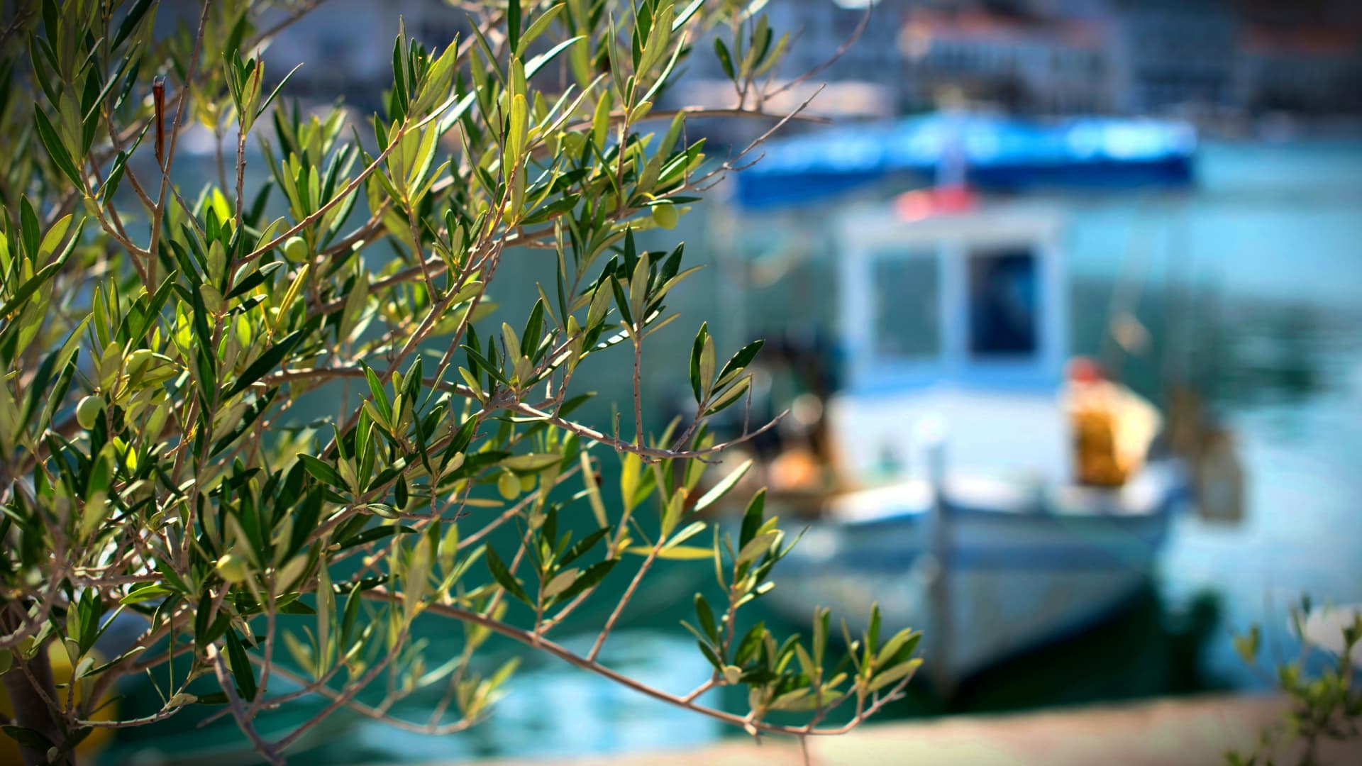 Olive branch in focus with a fishing boat blurred in the background on water. - Olive Oil Times