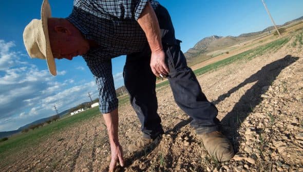 A farmer in a plaid shirt and hat kneeling down to inspect the soil in a field. - Olive Oil Times