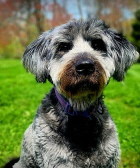 A gray and black dog with a fluffy coat sitting in a green field on a sunny day. - Olive Oil Times